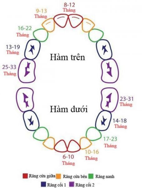 Thời gian mọc các loại răng ở trẻ